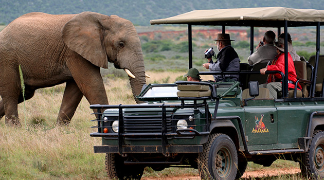 Safaris - South Africa